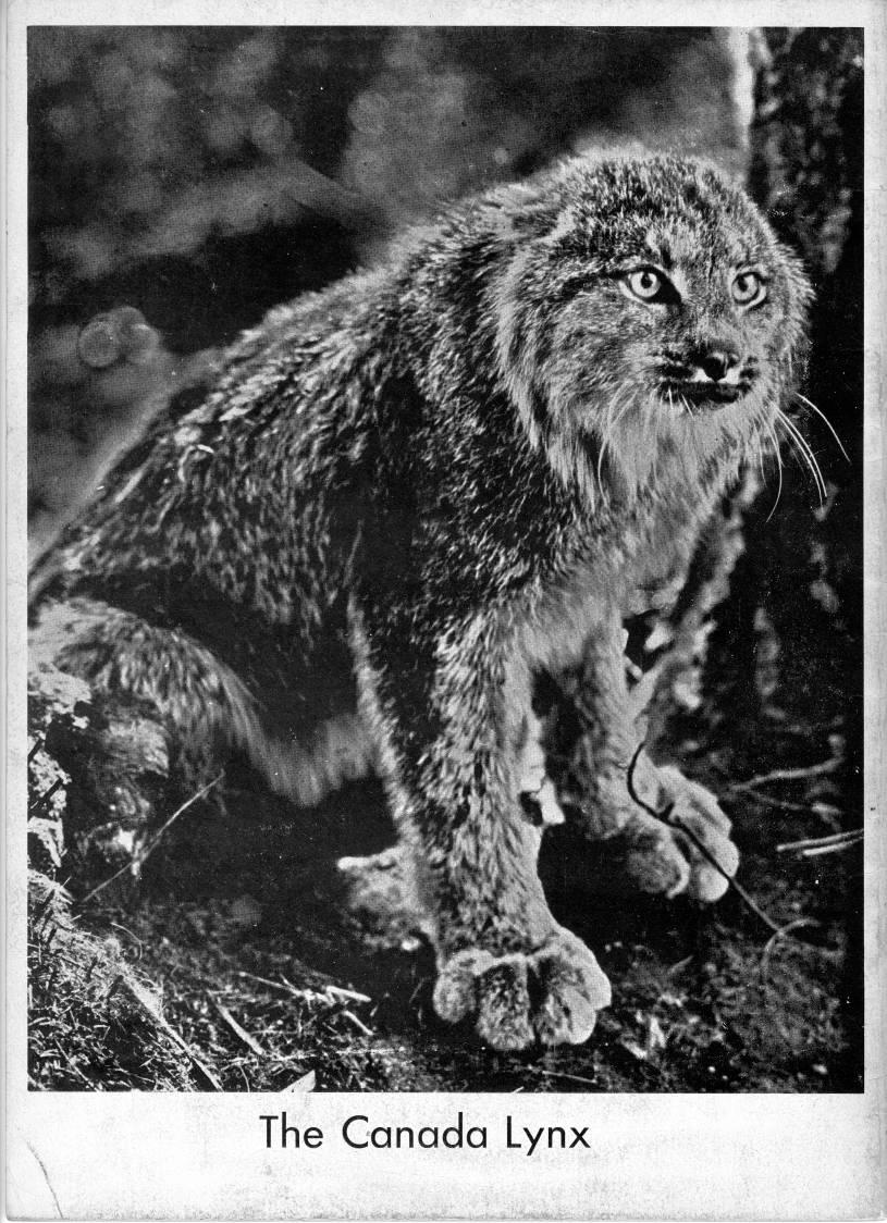 Back Cover - Photo: Canadian Lynx